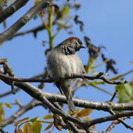 Songbird Sparrow tree