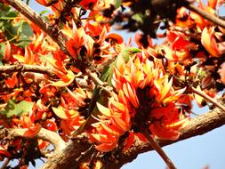 plant species of the genus butea