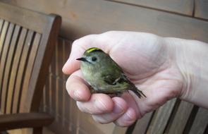 Bird Hand