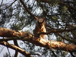 Squirrel Animal Tree