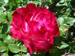 Rose Cherry Color Flower