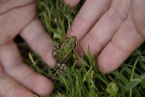 Taking cute, colorful and beautiful frog with hands, from the green grass