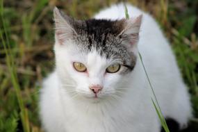 Domestic Cat with White gold eyes