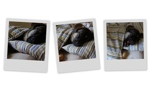 Dog Basil Doggy