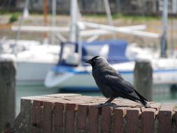 Bird at Harbor Water