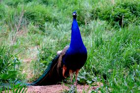 Peacock Bird Pride blue