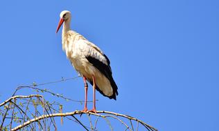 Stork Bird blue sky