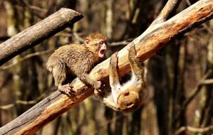 two cute young Berber Monkeys Play on dry tree