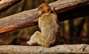 Barbary Ape Play