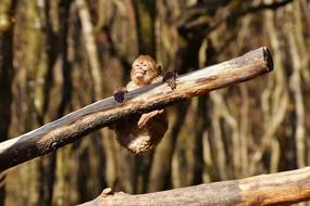 Beautiful, cute and colorful barbary ape on the wood