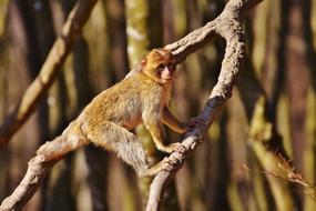 Barbary monkey climbing dry tree