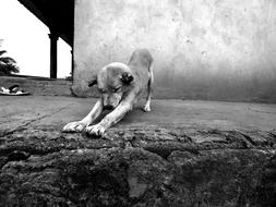 Black and white photo of the beautiful dog, stretching near the building