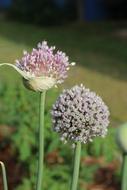 plants onions flowers garden