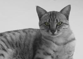 Cat Animal Black White photo