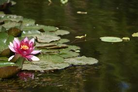Lotus Yuyuantan Park The Beginning