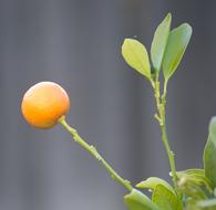 Fruit Orange Cumquat