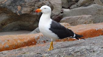 seagull, Coastal Bird walking on stone