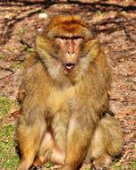 Barbary Ape, mountain monkey