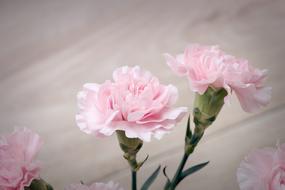 Cloves Pink Carnation