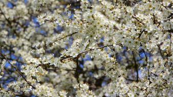 Prunus Spinosa Blackthorn Spring