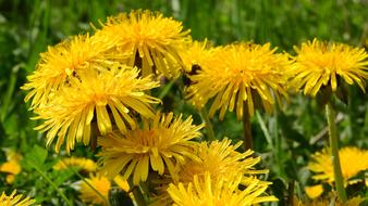 yellow flowers on a stem in the grass