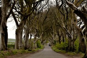 Ireland Dark Hedges