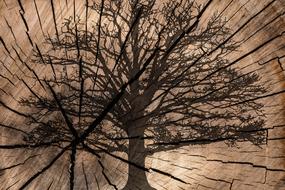 Beautiful silhouette of the tree, on the wood, with the tree rings, clipart