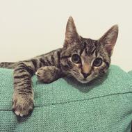 charming Tabby Kitten