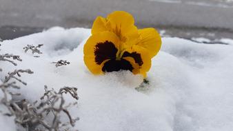 Violet Snow Altaussee