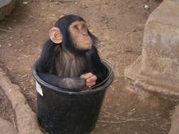 funny monkey sitting in a bucket