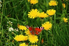 red butterfly on yellow flowers in a meadow in a blurry background