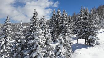 Winter Snow