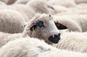 Sheep Flock Of Animals