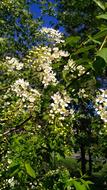Bird Cherry May Flowers