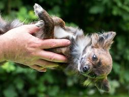 Chihuahua Dog hands