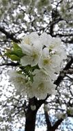 Cherry Blossom Spring White