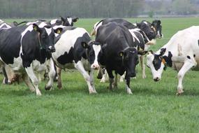 Cows Grass