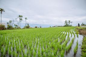 Field Rice view