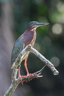 Green Heron Water Bird