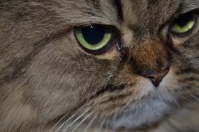 Persian Cat'S Eyes