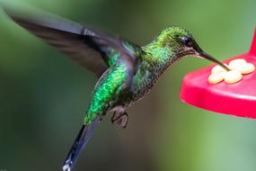 exotic Hummingbird Bird Wing