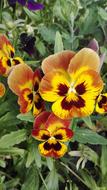 Spring blooms in the garden