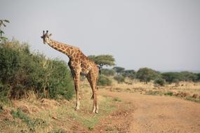 Giraffe Africa road