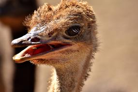 Bouquet Ostrich Farm Cute
