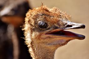 Bouquet Ostrich Farm Cute