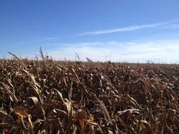 Corn Bsb