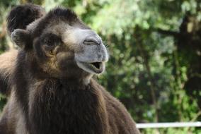 camel with brown fur in the zoo