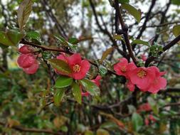 Spring Flowers Chaenomeles