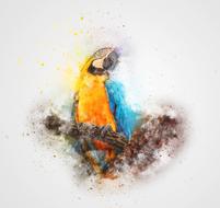 bird parrot color animal art drawing