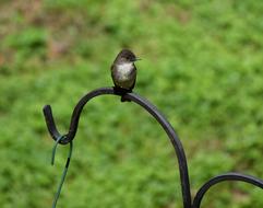 Eastern Phoebe on a forged fence on a blurred background